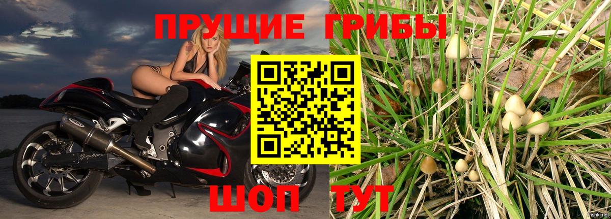 Псилоцибиновые грибы GOLDEN TEACHER  Вход с VPN  Пугачёв  Псилоцибиновые грибы мицелий 